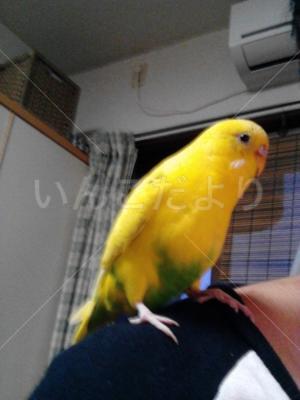 迷い鳥の写真