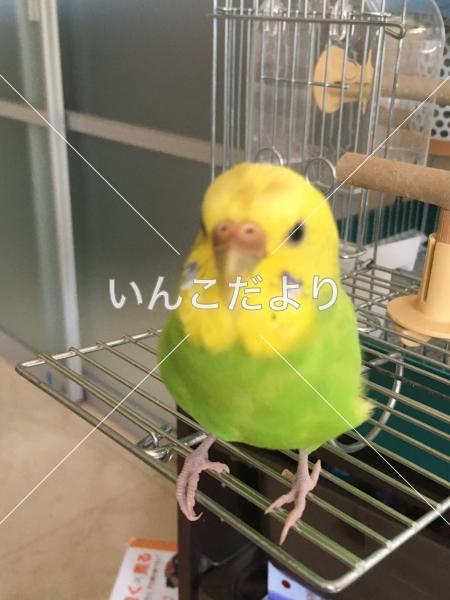 迷い鳥の写真