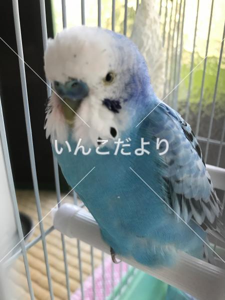 迷い鳥の写真