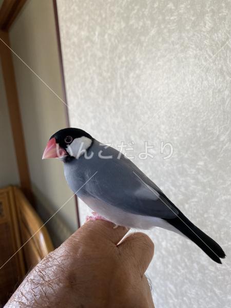 迷い鳥の写真