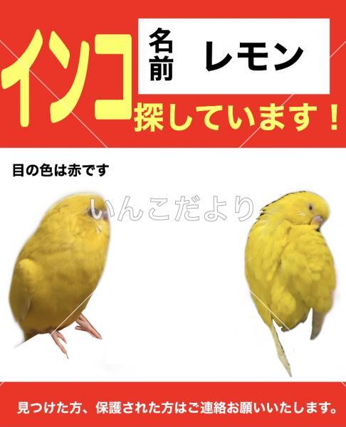 迷い鳥の写真