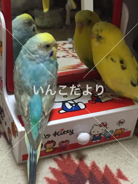 迷い鳥の写真