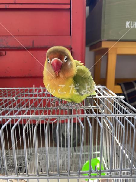 保護鳥の写真