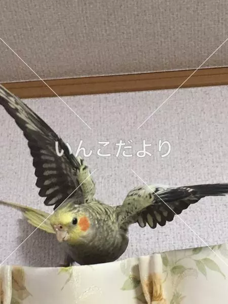 迷い鳥の写真