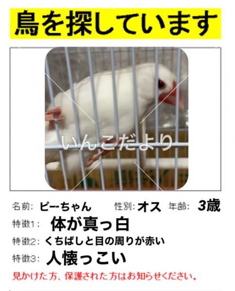 迷い鳥の写真