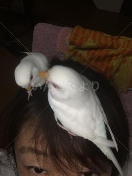 迷い鳥の写真