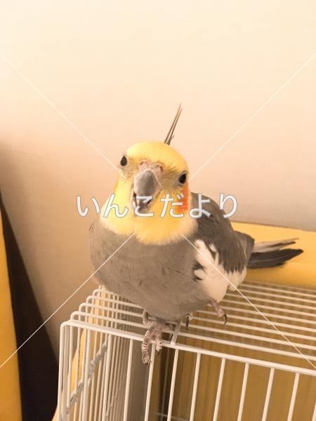 迷い鳥の写真