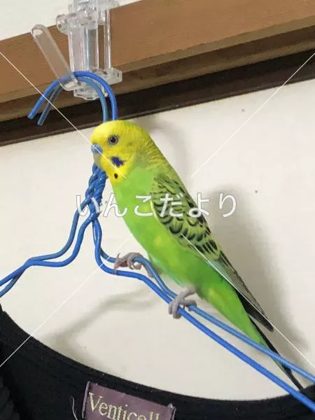 保護鳥の写真