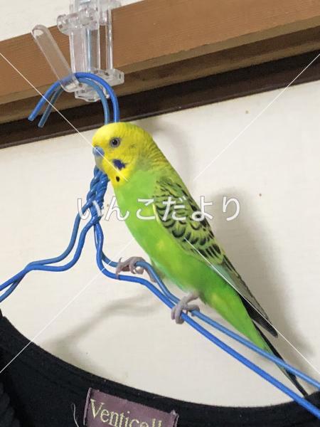 保護鳥の写真