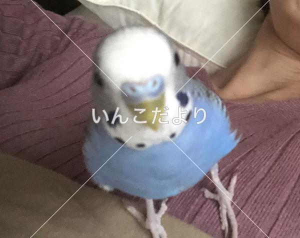 迷い鳥の写真