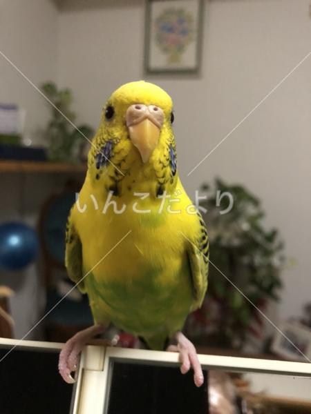 迷い鳥の写真