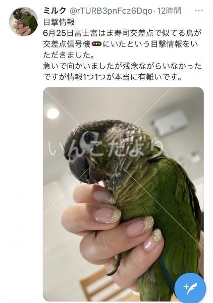 迷い鳥の写真