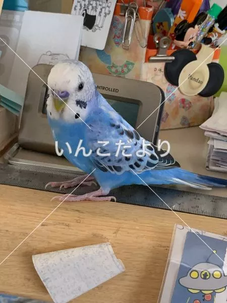 保護鳥の写真