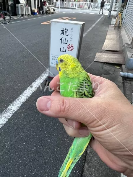 保護鳥の写真