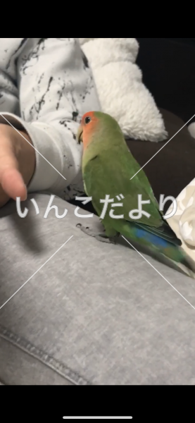 迷い鳥の写真