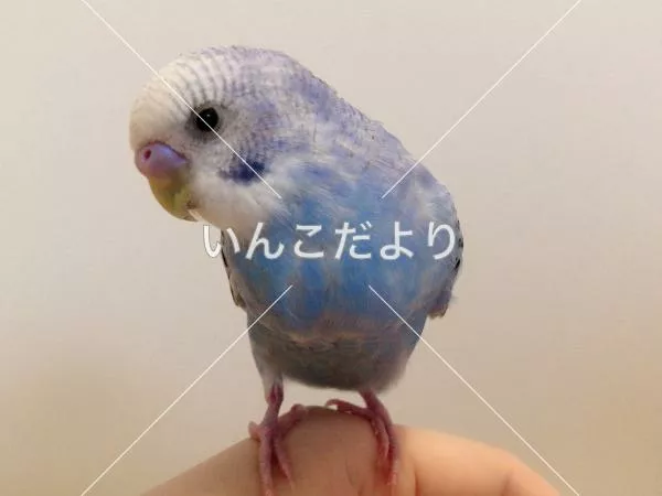 保護鳥の写真