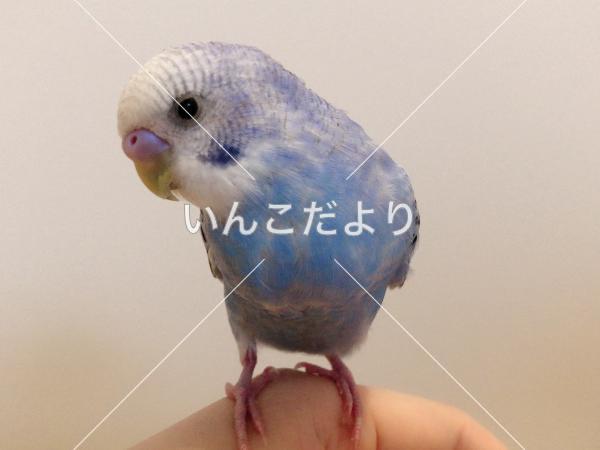保護鳥の写真