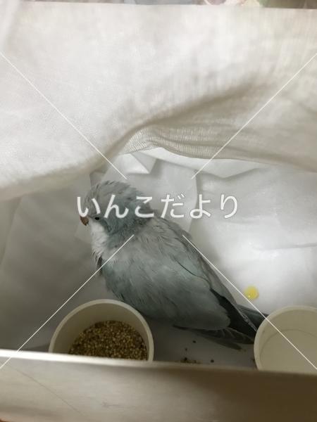 保護鳥の写真