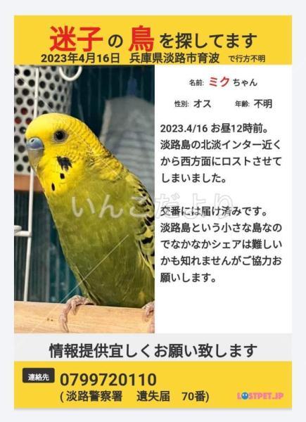 迷い鳥の写真