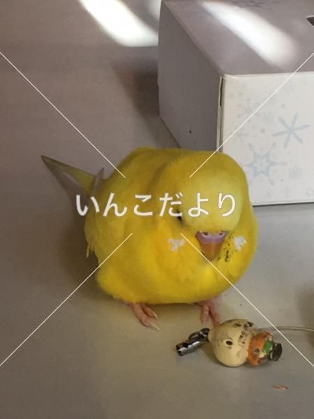 迷い鳥の写真