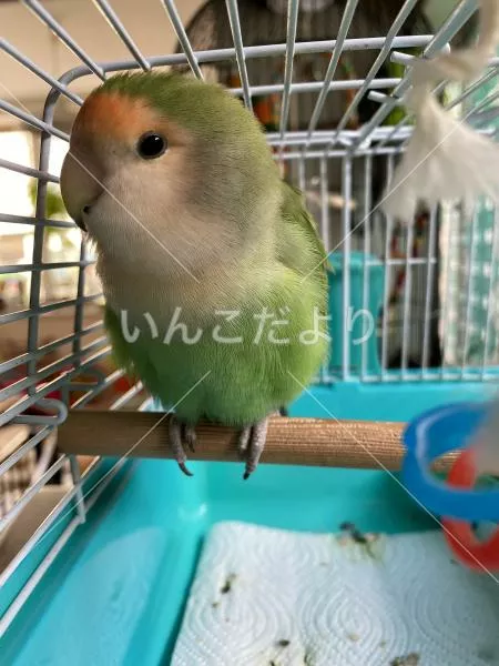 保護鳥の写真