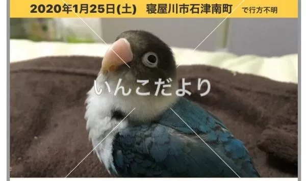 迷い鳥の写真
