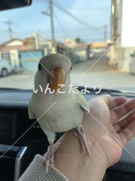 迷い鳥の写真
