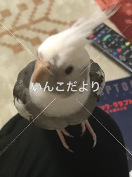 迷い鳥の写真