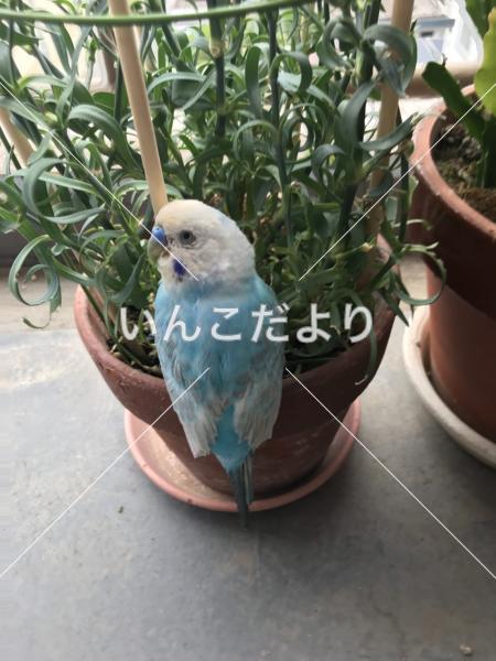 迷い鳥の写真