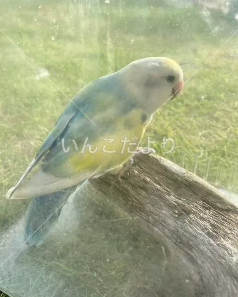 保護鳥の写真