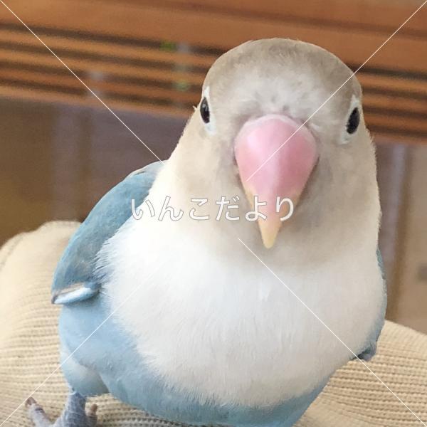 迷い鳥の写真