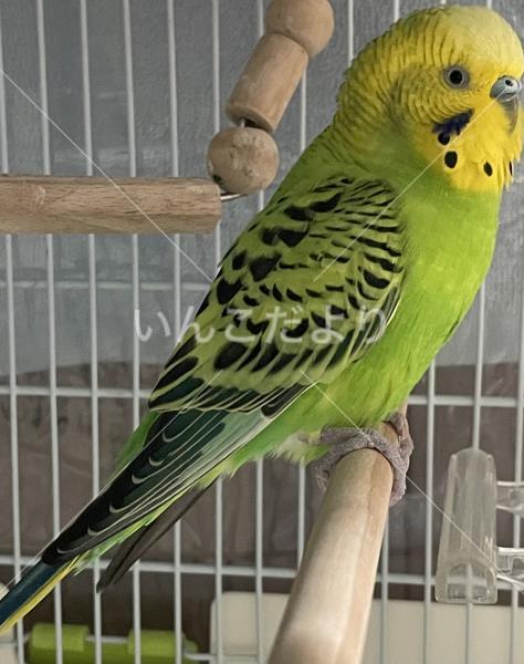 保護鳥の写真