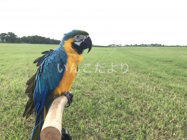 迷い鳥の写真