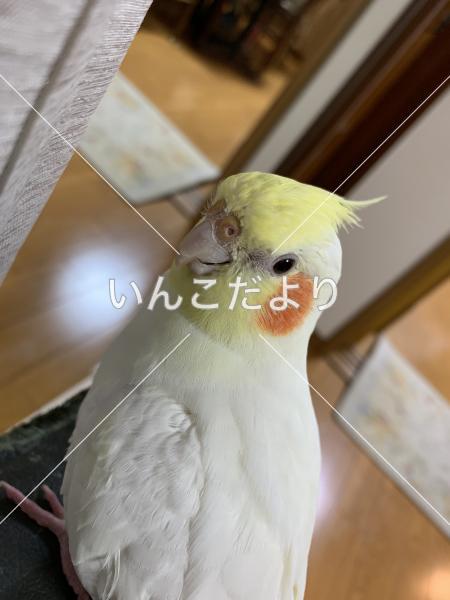 迷い鳥の写真