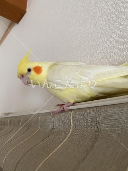 迷い鳥の写真