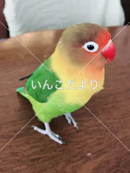 保護鳥の写真