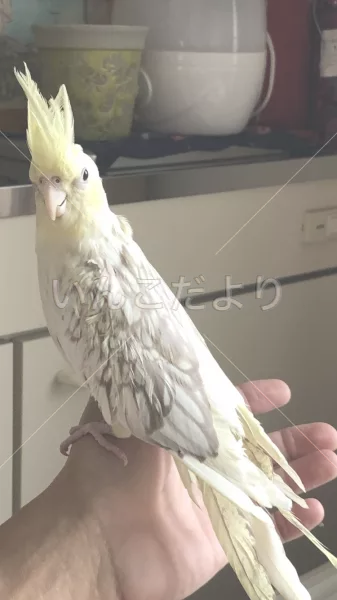 保護鳥の写真