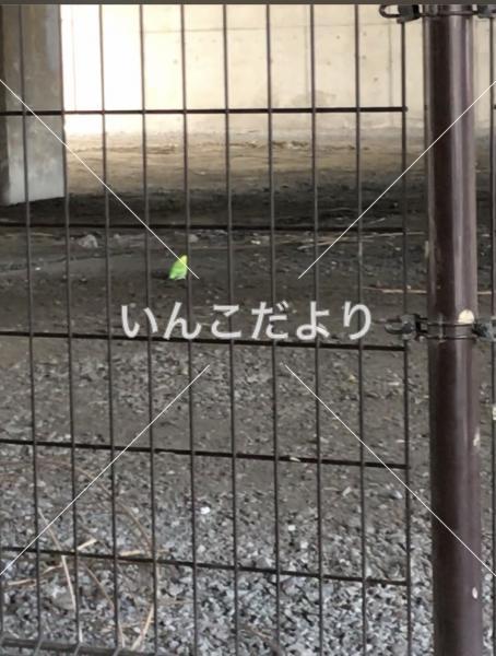 保護鳥の写真