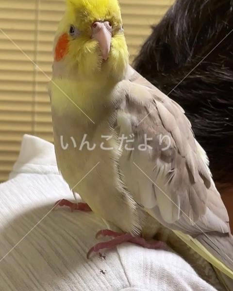 迷い鳥の写真