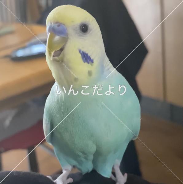 迷い鳥の写真