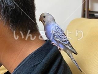 迷い鳥の写真