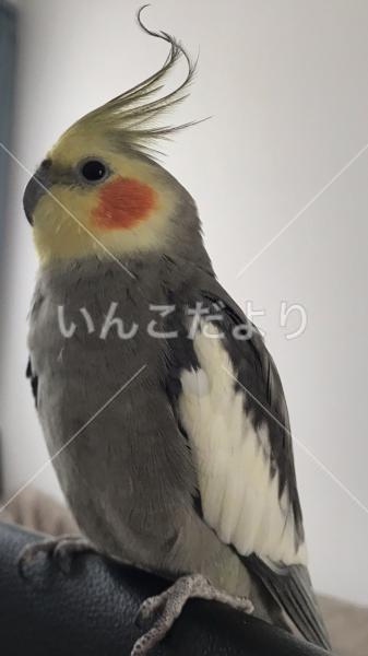 迷い鳥の写真