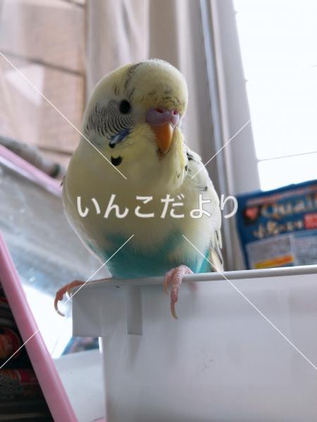 迷い鳥の写真