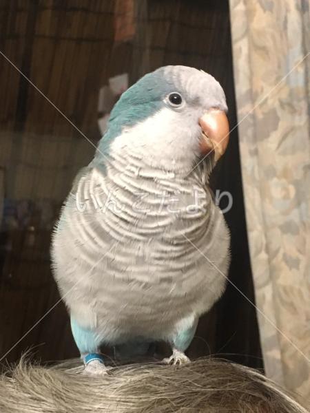 迷い鳥の写真