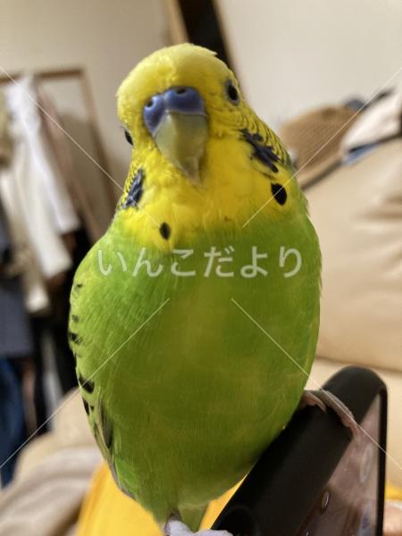 迷い鳥の写真