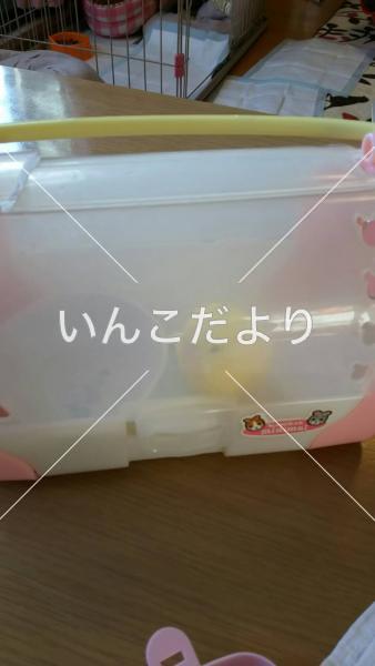 保護鳥の写真