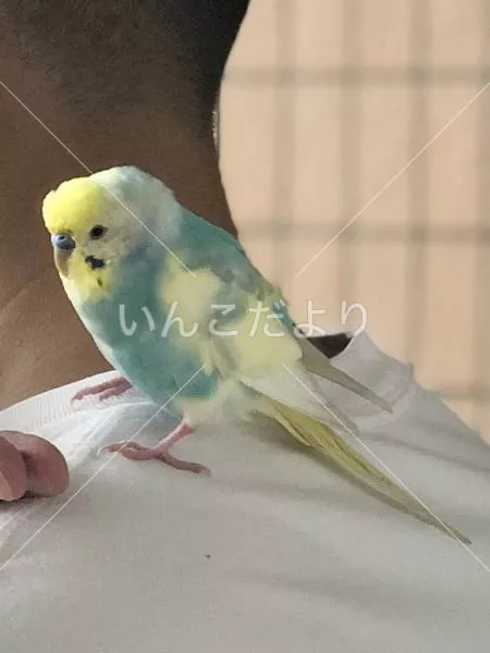 保護鳥の写真