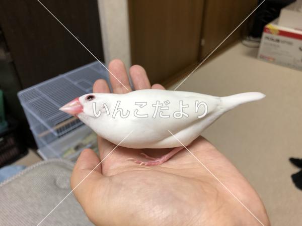 迷い鳥の写真