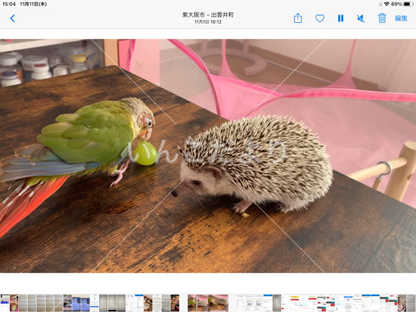 迷い鳥の写真