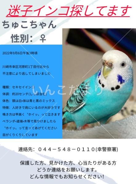 迷い鳥の写真